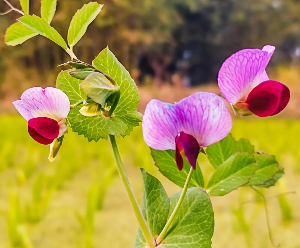The Sweet Pea flower delights with its delicate beauty and enchanting fragrance.