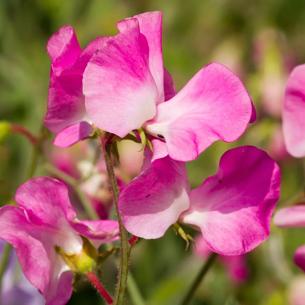 Sweet pea (Lathyrus Odoratus) climbing plant with a beautiful fragrance