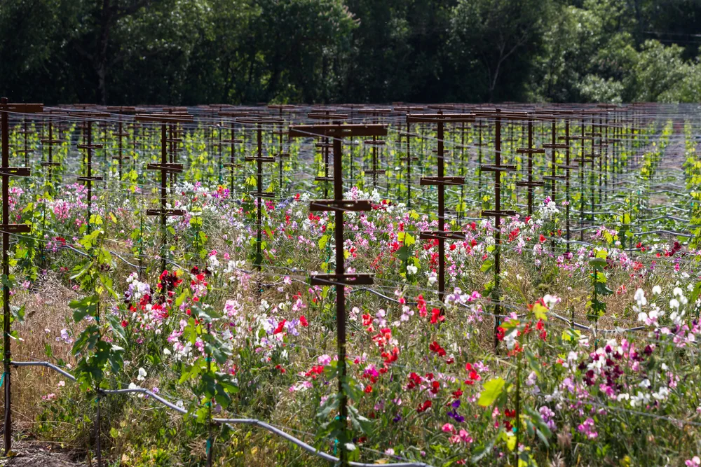young vineyard lined with blooming wild peas adding color and beauty to the landscape