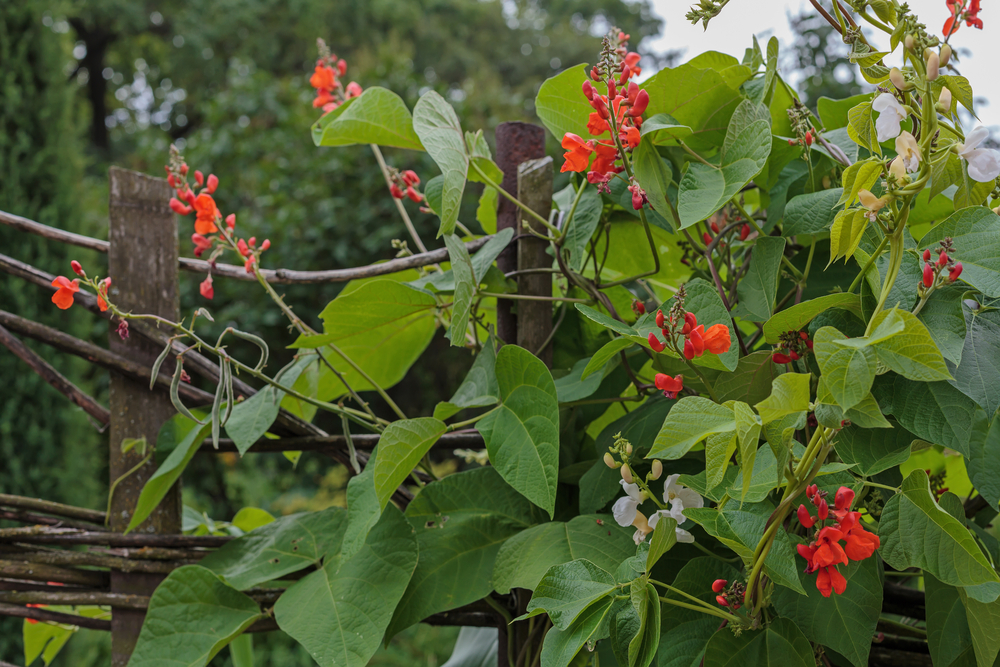 beautiful climbing plant sweet pea(Lathyrus doratus) the flowers in the garden