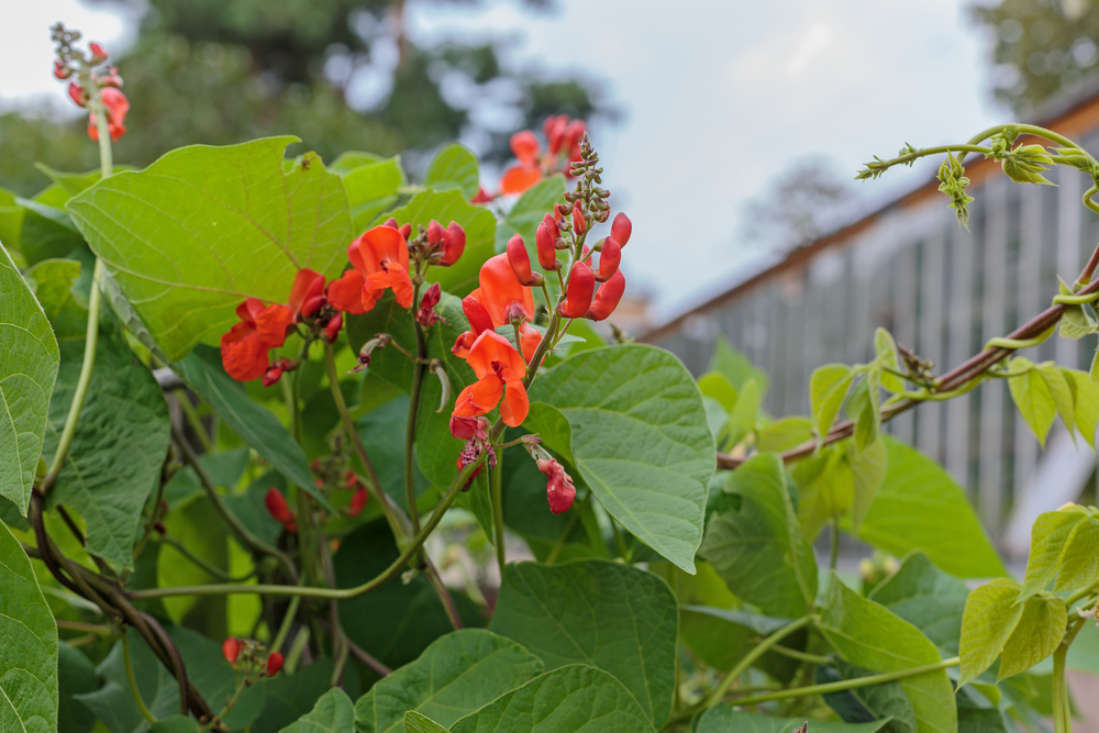beautiful climbing plant sweet pea(Lathyrus doratus) the flowers in the garden