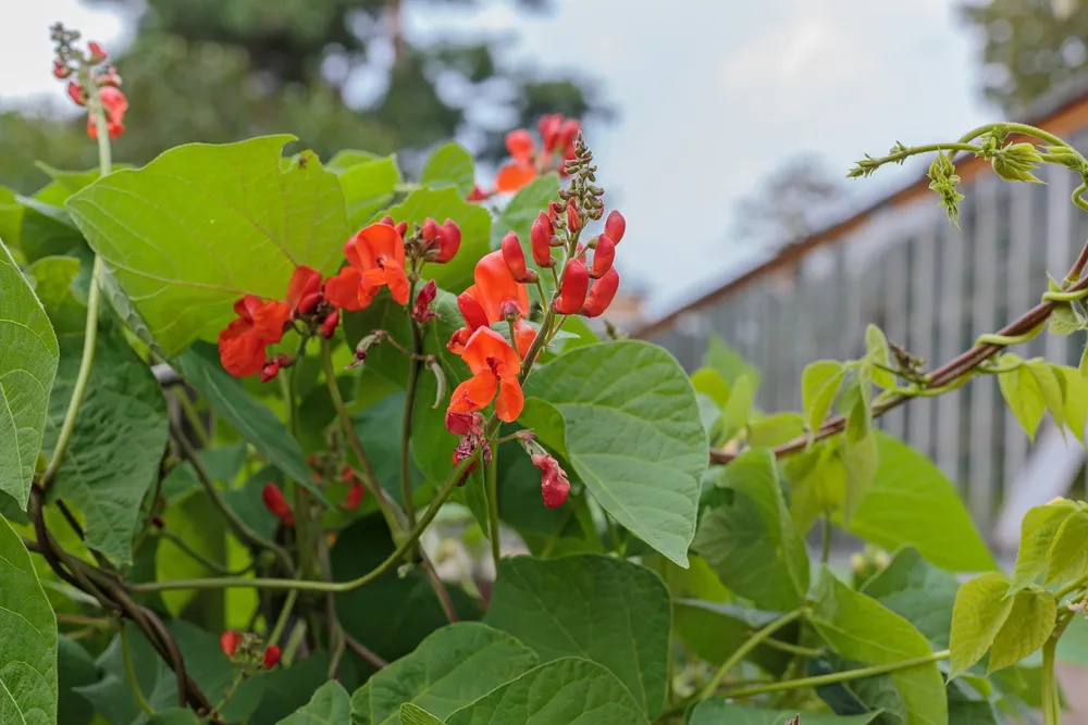 beautiful climbing plant sweet pea(Lathyrus doratus) the flowers in the garden