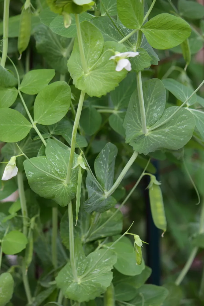 SWEET PEA PLANTS IN THE GARDEN