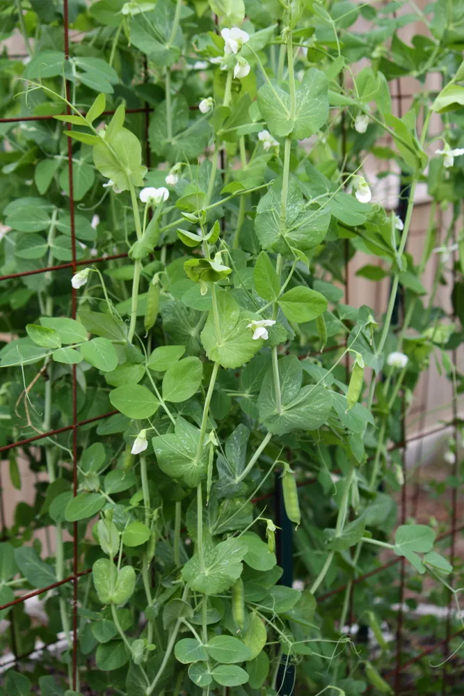 SWEET PEA PLANTS IN THE GARDEN