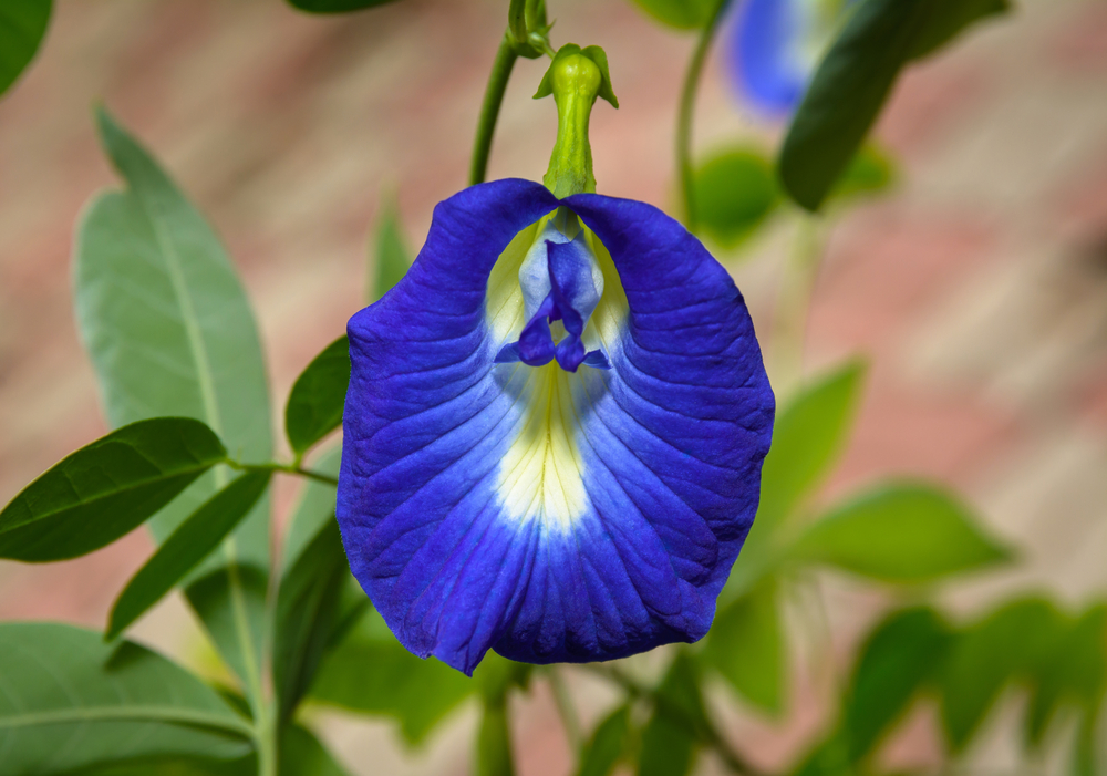 Butterfly pea, Blue pea (Clitoria ternatea)