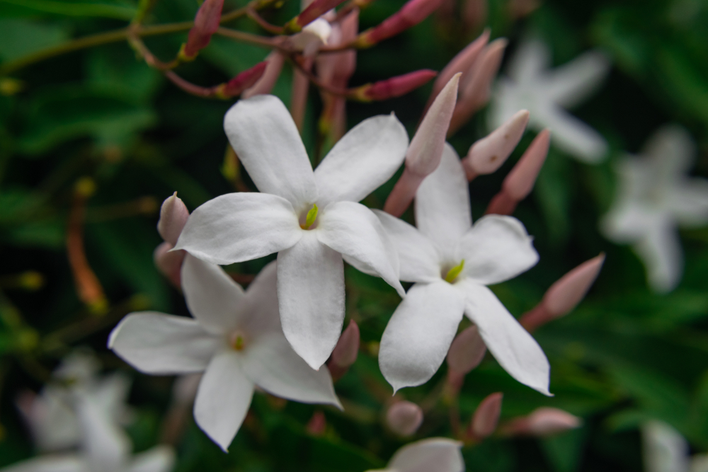 Jasmine flower (Jasminum officinale), blooming with green leaves background
