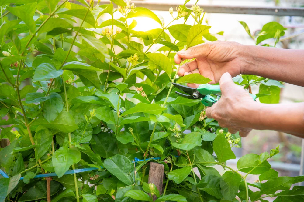 Gardeners demonstrate how to cut jasmine branches using scissors for cutting branches.