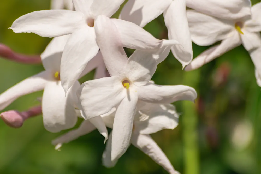 Jasmine flower (Jasminum officinale), blooming with green leaves background