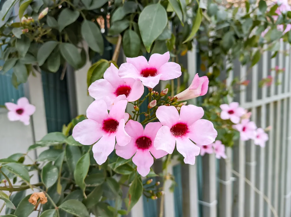 Pandorea jasminoides (Lindl.) K. Schum, jasmine, bush lily. Pandorea is a genus with 8 accepted species of climbing plants, belonging to the Bignoniaceae family.