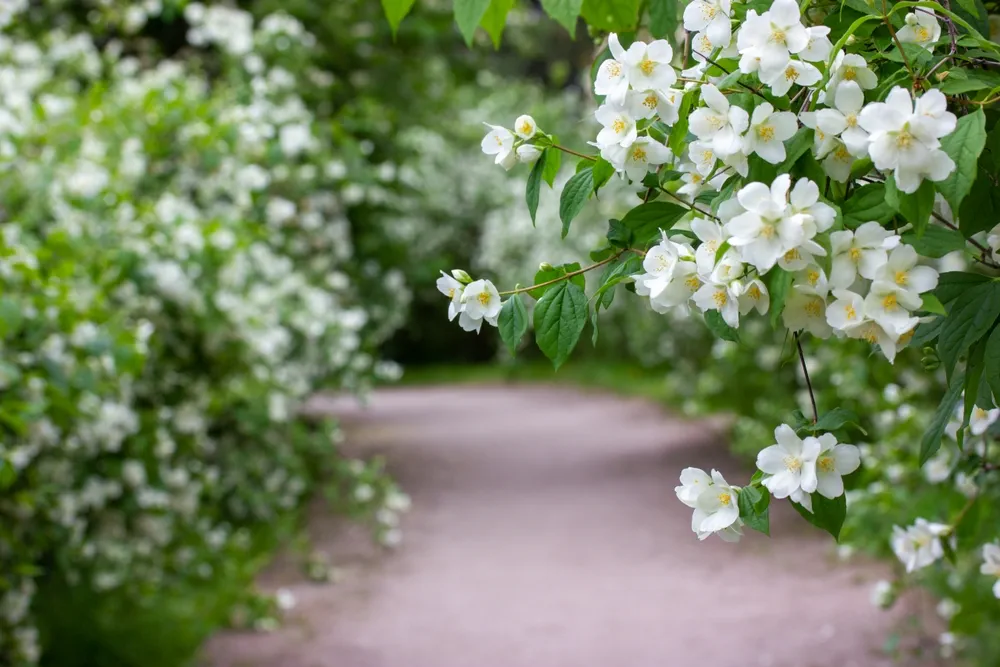A desert dirt winding road, path, way without people drowning in the lush greenery of blooming white jasmine bushes in a spring summer botanical garden. A stroll in a fragrant park. Selective focus.