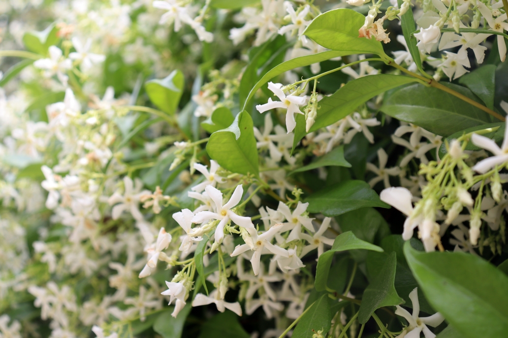 True jasmine, Jasminum officinale, white flowering bush in southern France