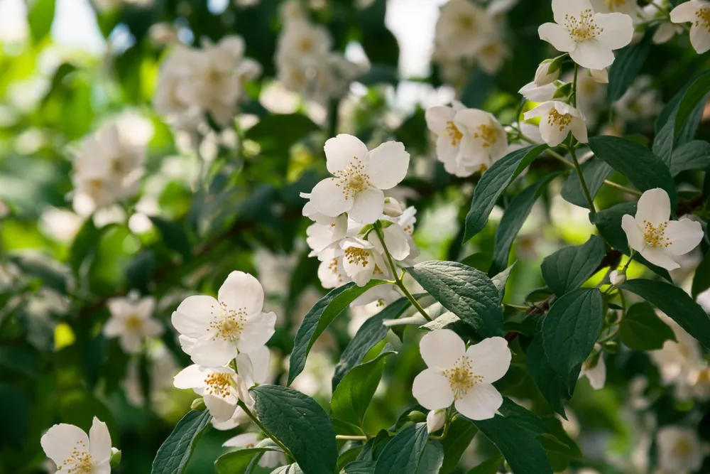 Blooming jasmine shrub in June. Jasmine flowers. White flowers. Photo of nature.