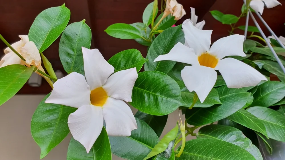 Beautiful white flowered Mandevilla (Dipladenia, Brazilian Jasmine, Chilean Jasmine) Dipladenia splendens Family Apocynaceae with shiny green foliage