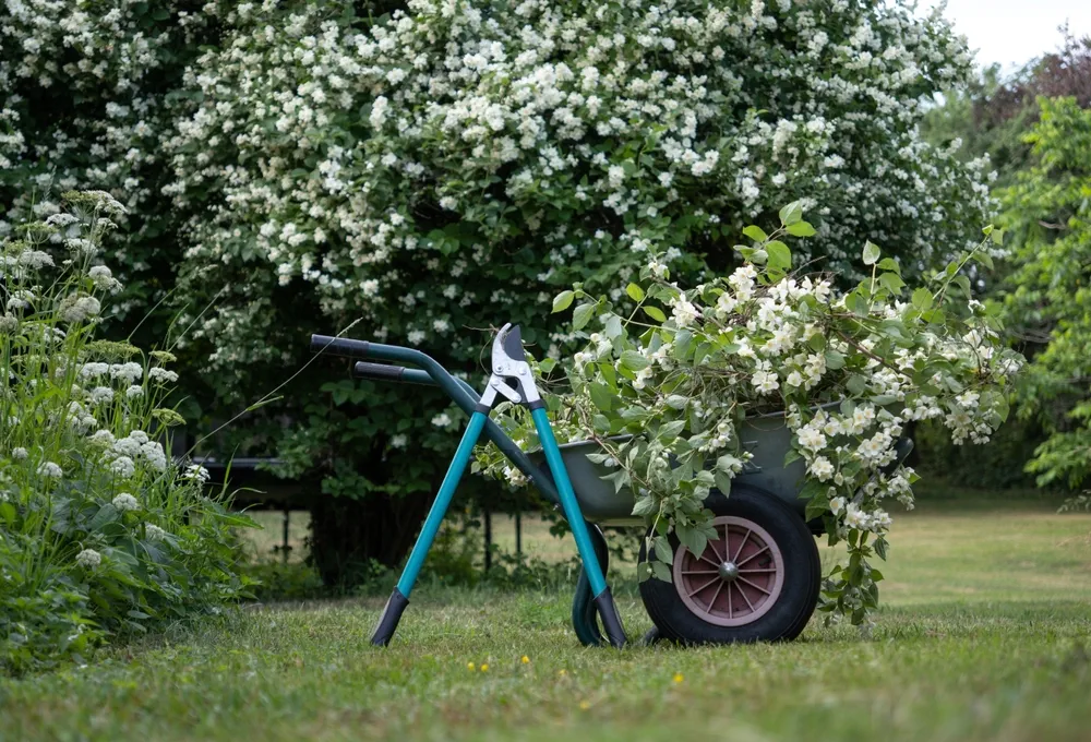 Pruning jasmine bushes that bloom in single flowers