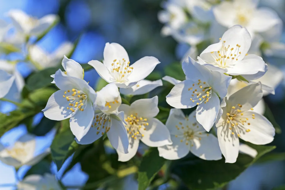 photographed close-up of white jasmine flowers