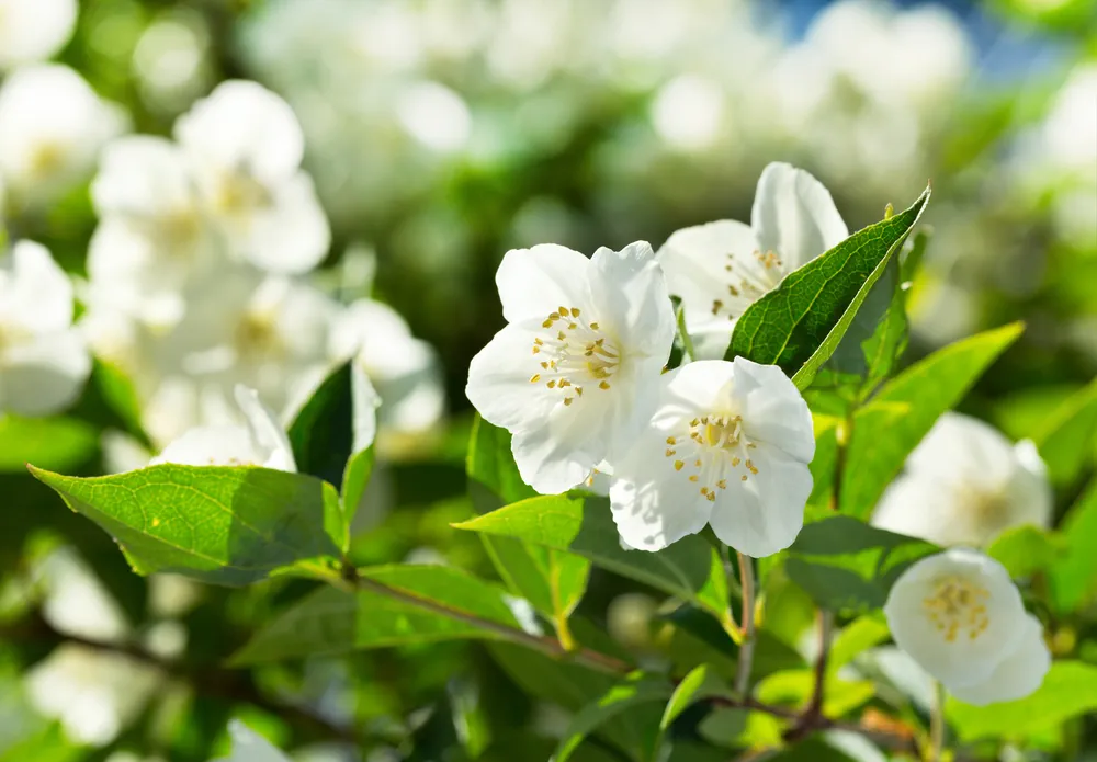 close up of jasmine flowers in a garden