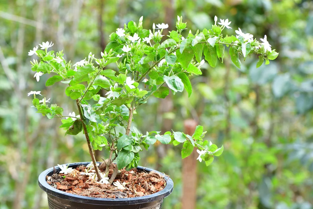 Sapling of young plants in pots. Jasminum multiflorum (Star Jasmine, Angel-hair jasmine) ; A plant propagation by engraft stalk and split cuttings to nursery bags. natural sunlight.
