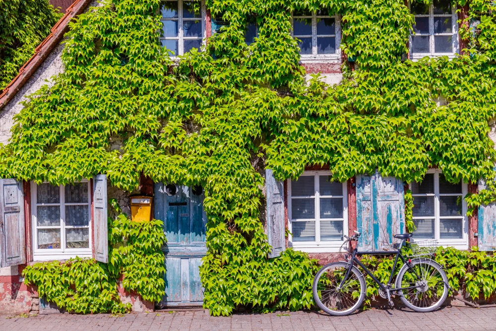 Ancient house with blue wooden shutter, door and bike. Old vintage rustic German shabby small house with Green leaves Virginia creeper vine Parthenoci