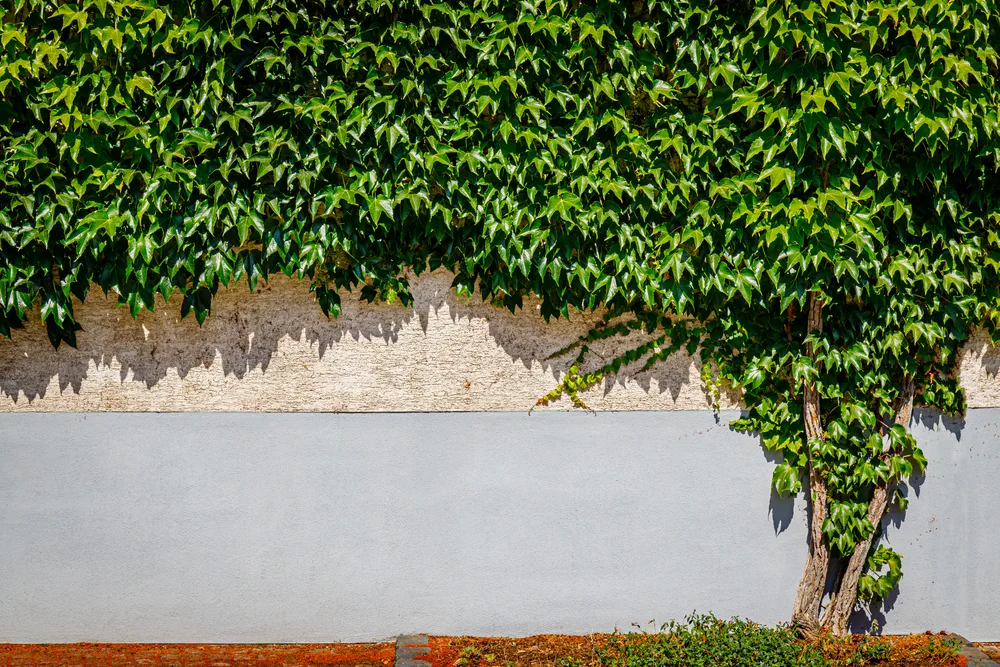 Virginia creeper vine Parthenocissus plants. Old Wall Backdrop with tree. Huge green wall of Green leaves Virginia creeper vine Parthenoci