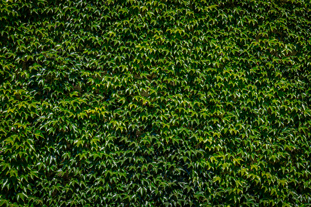 Green leaves wall background. Virginia creeper vine Parthenocissus plants. Huge green wall of Green leaves Virginia creeper vine Parthenoci