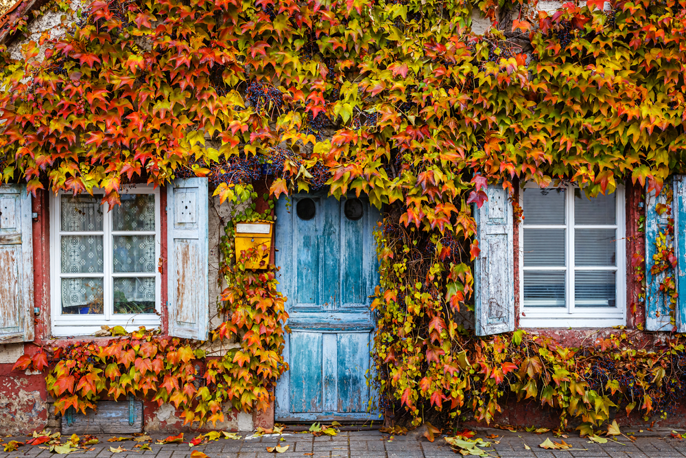Old vintage rustic German shabby small house with colorful grapevine-covered wall. Autumn red leaves of Virginia creeper vine. Abstract Ancient overgrown house with blue wooden shutter, door.