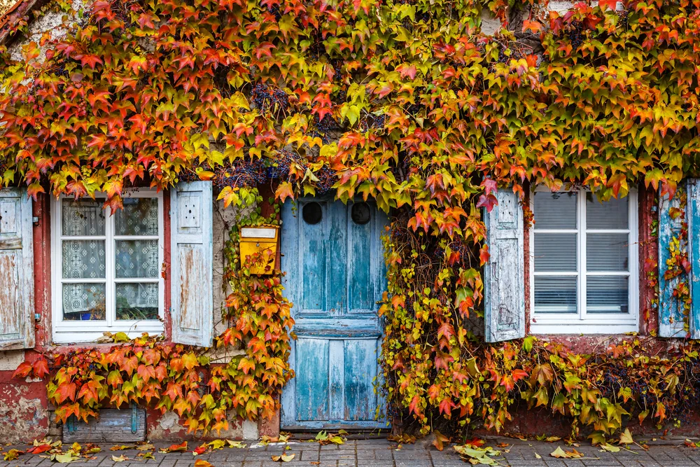 Everything You Need To Know About The Virginia Creeper In The UK Everything You Need To Know About The Virginia Creeper In The UK