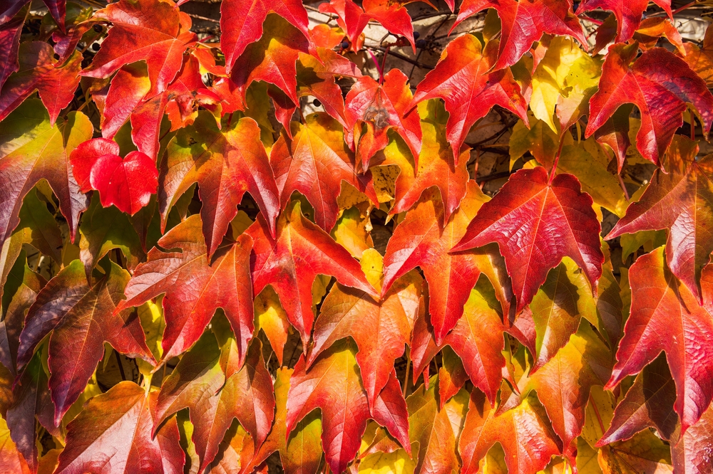 Colorful Red Leaves of Virginia Creeper (Parthenocissus quinquefolia) Vine Plant in Autumn in Sunlight, Natural Fall Background