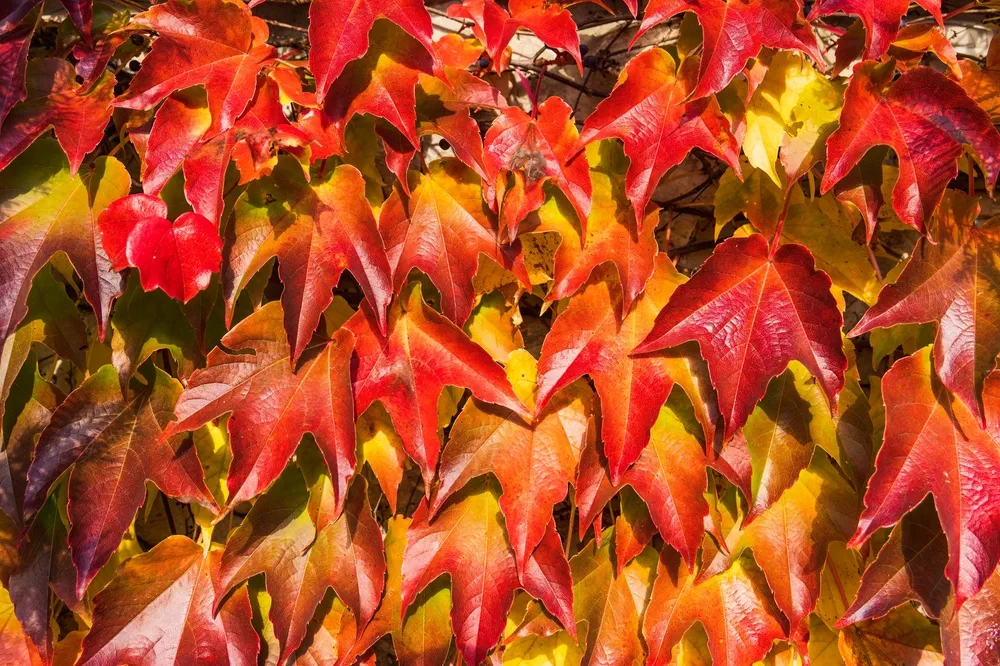 Colorful Red Leaves of Virginia Creeper (Parthenocissus quinquefolia) Vine Plant in Autumn in Sunlight, Natural Fall Background