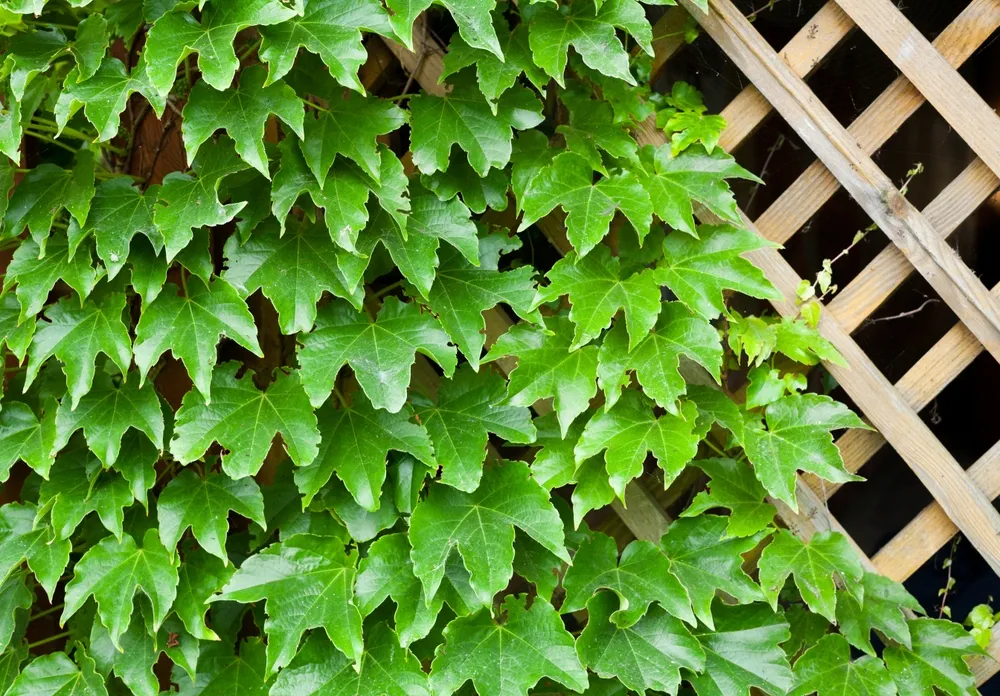 Garden trellis covered with green ivy leaves. Parthenocissus quinquefolia (Virginia creeper, Victoria creeper, five-leaved ivy). Garden design. Decorative garden. Landscaping.