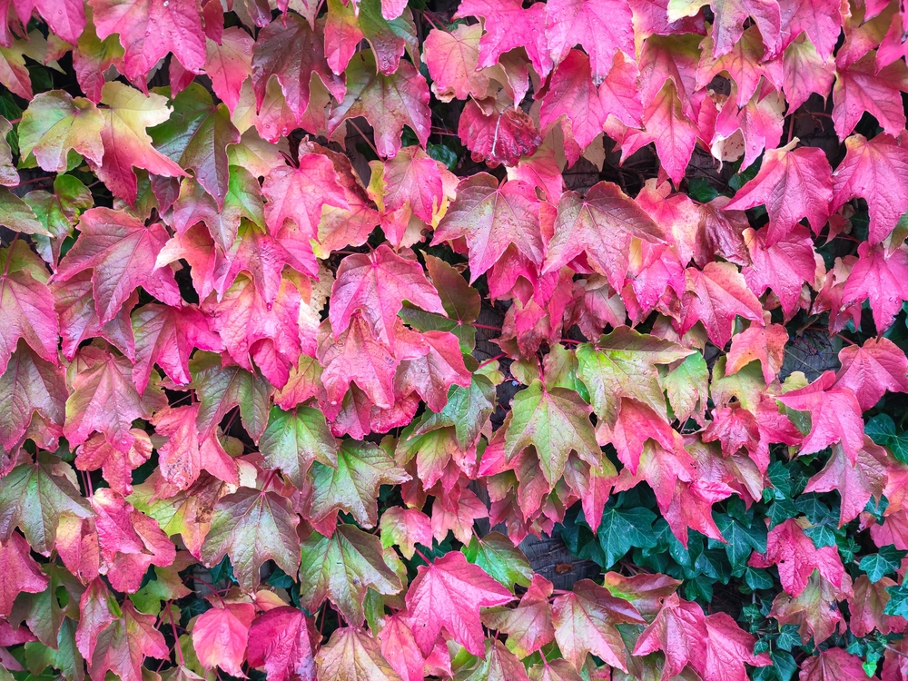 Purple to red leaves of Virginia creeper, also known as Boston Ivy (Parthenocissus quinquefolia Engelmannii) growing against a wall