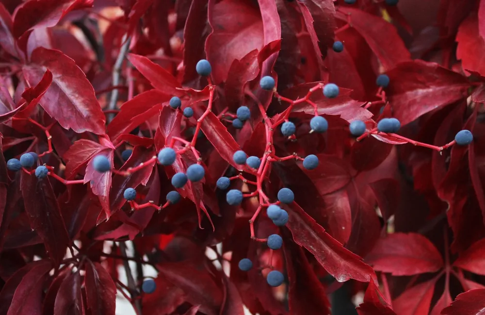 Scarlet leaves and round blue berries. Virginia creeper leaves and fruit. Dark red leaves. Autumn natural wallpaper. Victoria creeper selective focus. Five-leaved ivy foliage in november. Hedgerow.