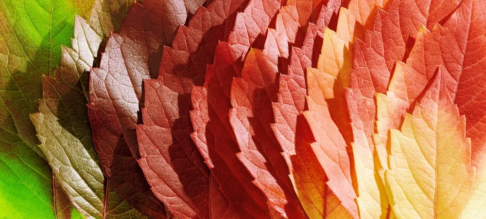 Macro photo of autumn red green yellow leaves as natural texture banner. Gradient fall colors aesthetic background with leaves texture close up, sunlight shadows, beauty of nature. Virginia creeper