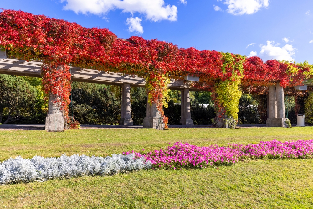 Pergola in Wroclaw on an autumn sunny day, colorful leaves of virginia creeper, Szczytnicki Park, Wroclaw, Poland. There is Centennial Hall and Multimedia Fountain in the park