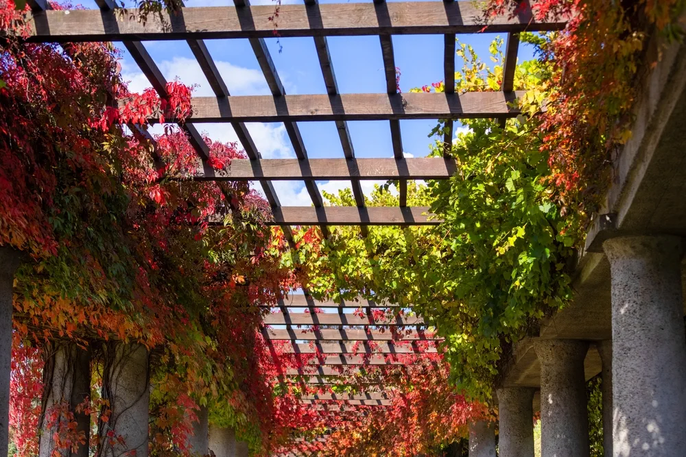 Pergola in Wroclaw on an autumn sunny day, colorful leaves of virginia creeper in Szczytnicki Park, Wroclaw, Poland. There is Centennial Hall and Multimedia Fountain in the park