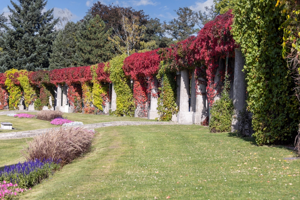 red Virginia creeper climbing up a white wall