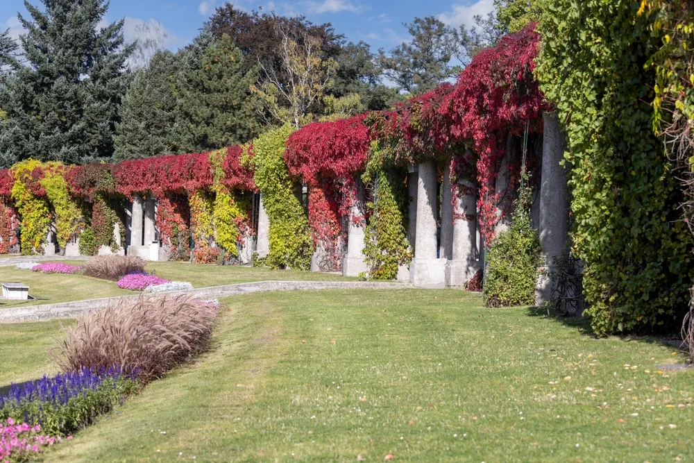 red Virginia creeper climbing up a white wall
