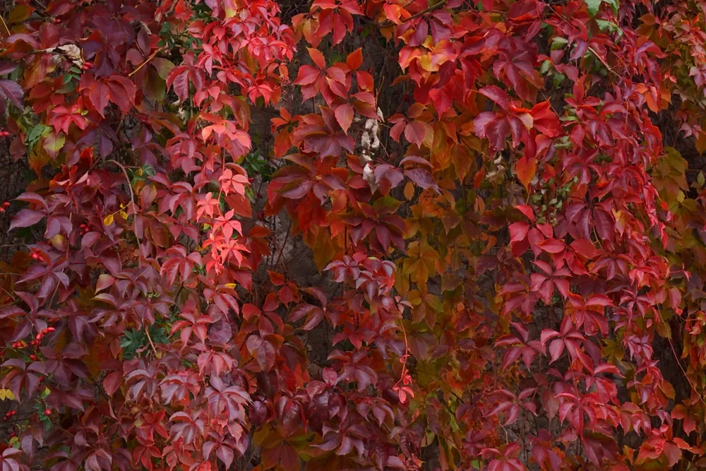 The beautiful colors of autumn, colorful leaves of virginia creeper; Parthenocissus Quinquefoli