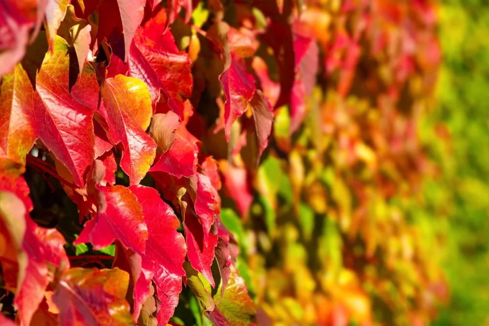 Colorful gradient background from red, yellow, green in bright autumn sunlight. Virginia creeper or five-leaved ivy (Parthenocissus tricuspidata Veitchii), a flowering vine (Vitaceae). Selective focus