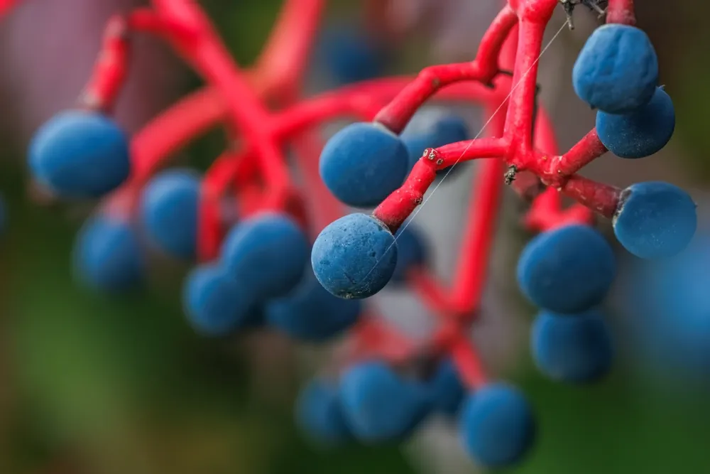 Virginia Creeper (Parthenocissus Quinquefolia) plant and his fruits in fall season.From close-up, selective focus.