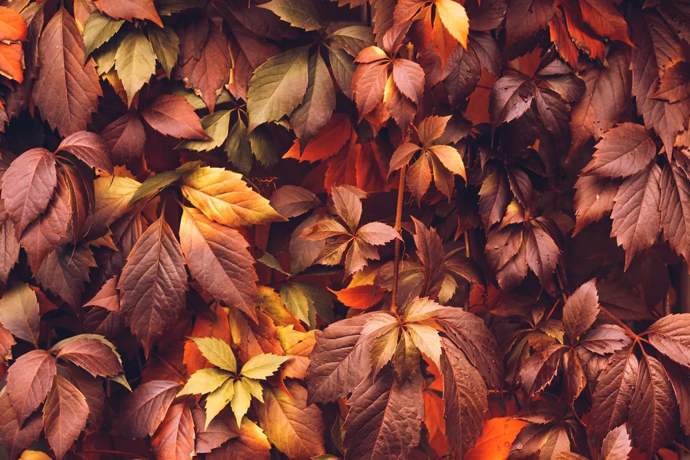 Colorful Autumn Virginia Creeper, Wild Grape Background. Abstract Purple, Red and Orange Autumn Leaves Background. Purple Leaves Creeper Plant On A Wall