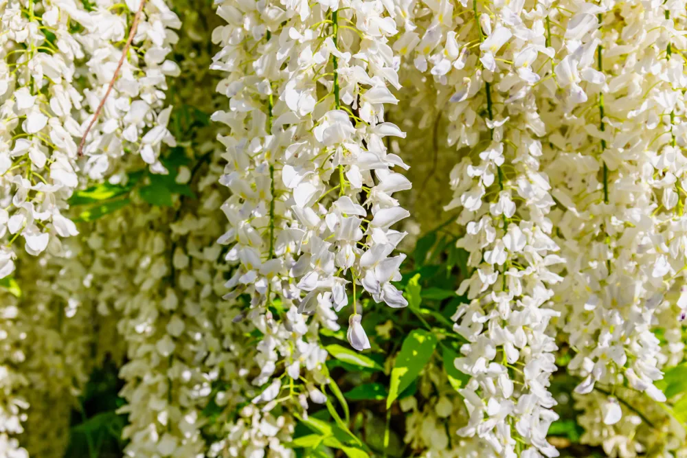 White Wisteria blossom in garden. Japanese Wisteria floribunda var. Shiro Noda flowers