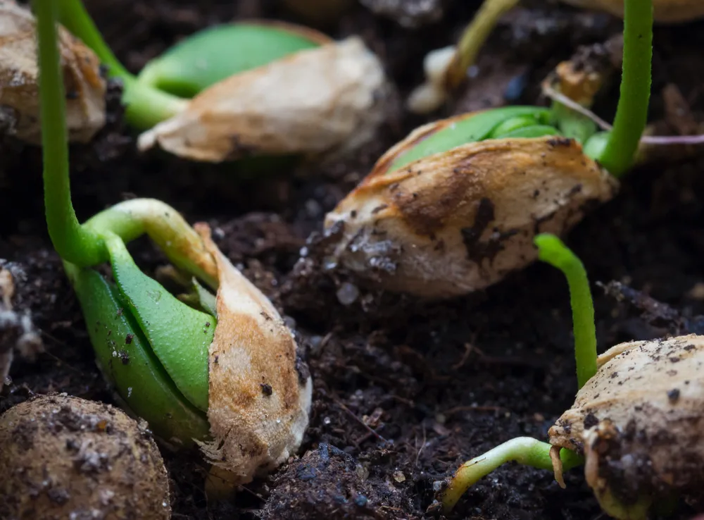Germinating seeds. Young shoots of plants. Close up.
