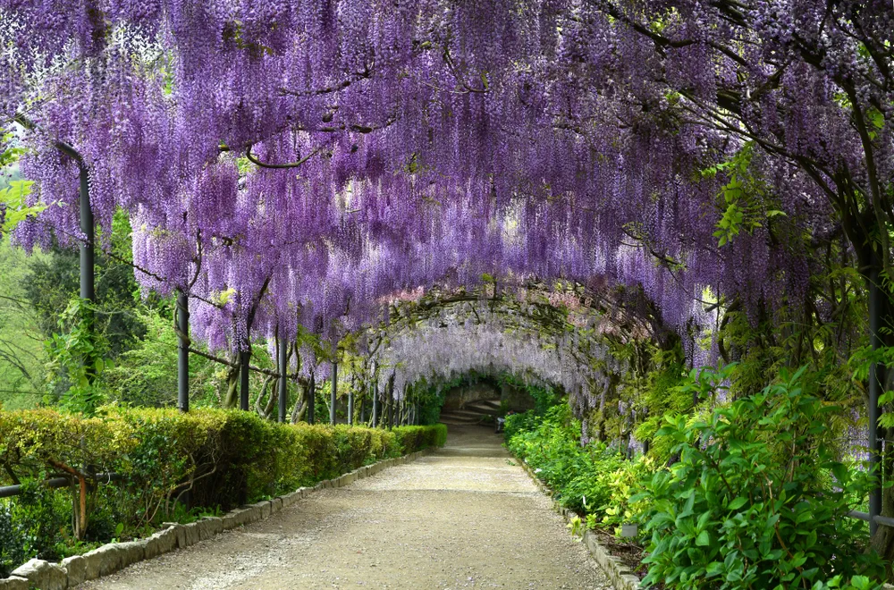 Beautiful purple wisteria in bloom. blooming wisteria tunnel in a garden near Piazzale Michelangelo in Florence, Italy.