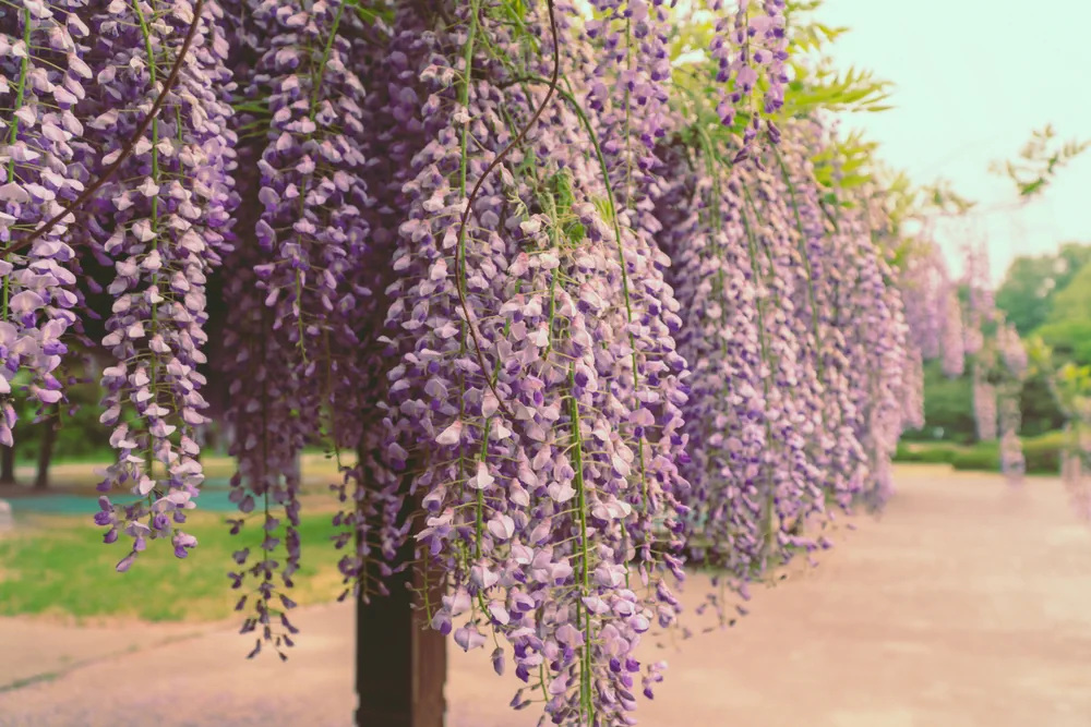 Wisteria flower blossom in Incheon Grand Park located in South Korea. Wisteria is purple color flower that climbs by twining its stems around any available support.