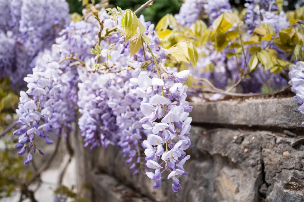 Blue rain Wisteria blossom. Chinese Wisteria and Japanese Wisteria Floribunda Macrobotrys bloom.