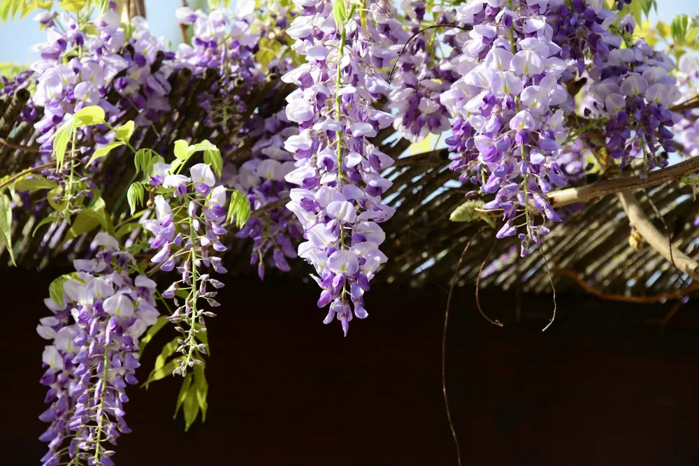 Spring flower in bloom, Alicante Province, Costa Blanca, Spain