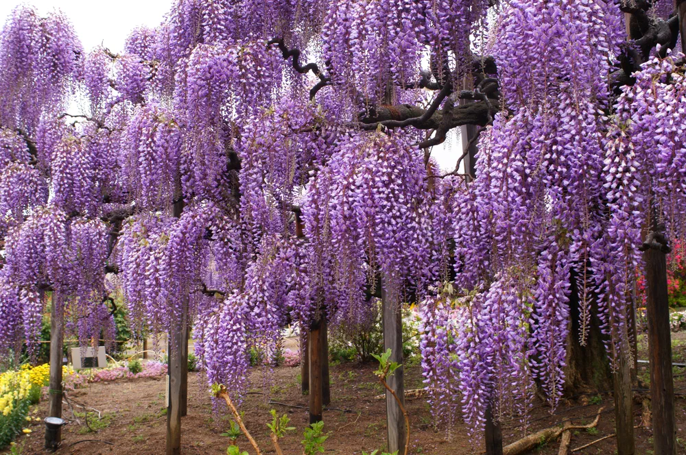Japanese park with wisteria flowers
