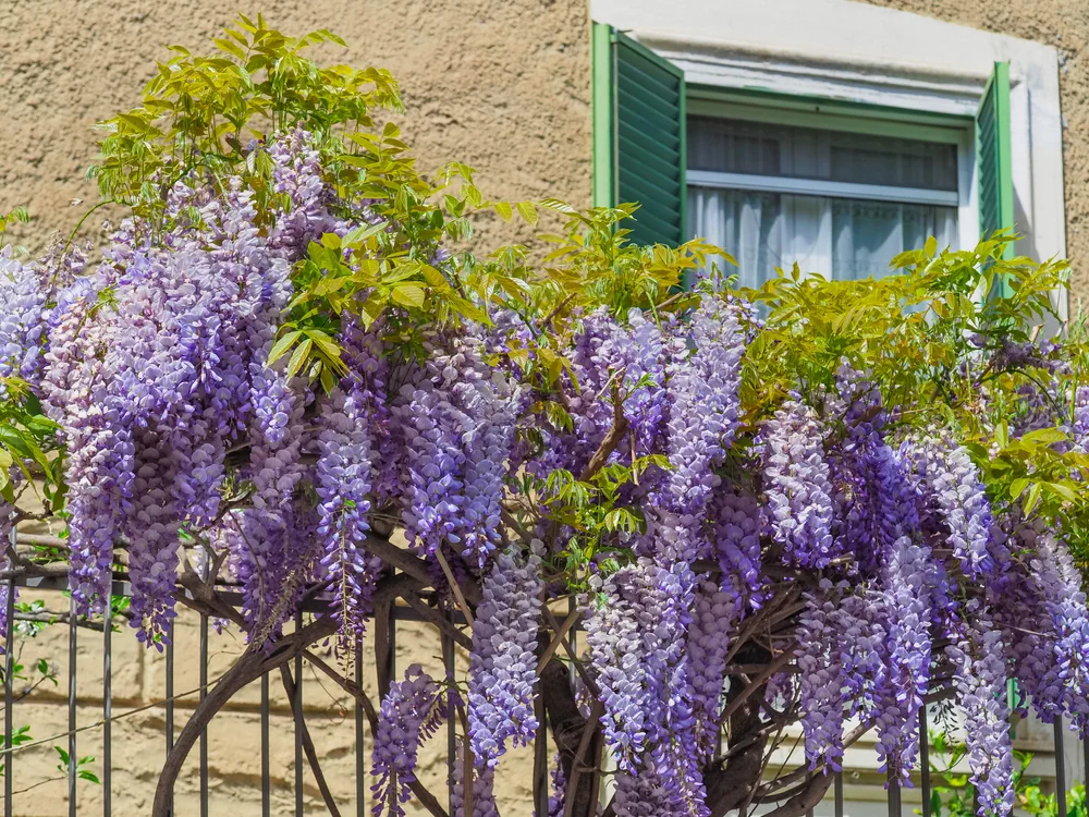 Blooming violet Wisteria Sinensis. Beautiful Prolific tree with scented classic purple flowers in hanging racemes. Blue Chinese wisteria is a species of flowering plant in the pea and Fabaceae family.