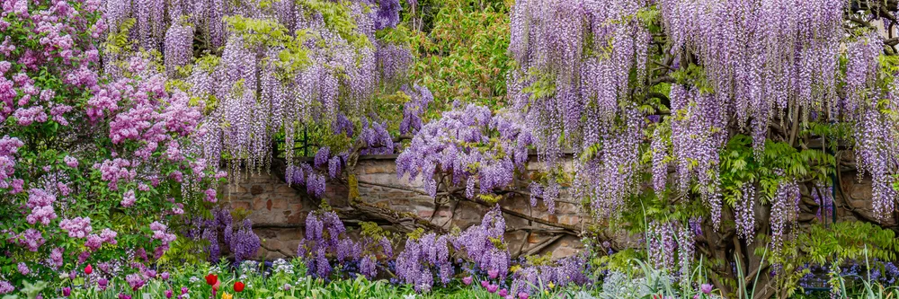 Blooming blue Wisteria. Blue Rain Wisteria Flowers. Fabaceae Chinese Wisteria sinensis and Japanese Wisteria Floribunda Macrobotrys Longissima Alba blossom. Natural flowers in park. Banner