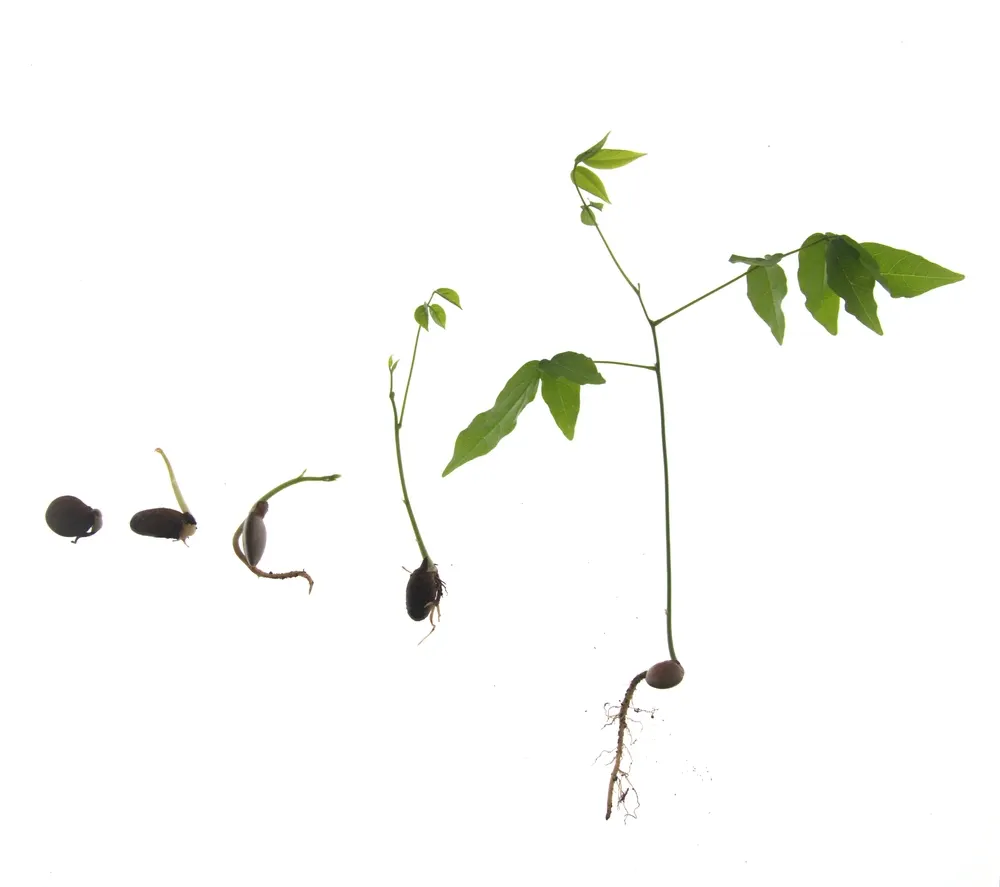 Growing of Wisteria sinensis, Chinese wisteria, seeds, stem, leaves on white background